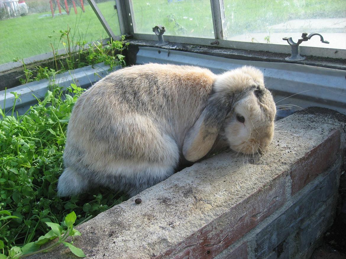 Kanin Sønderlund's Little Sweet Tokyo billede 3