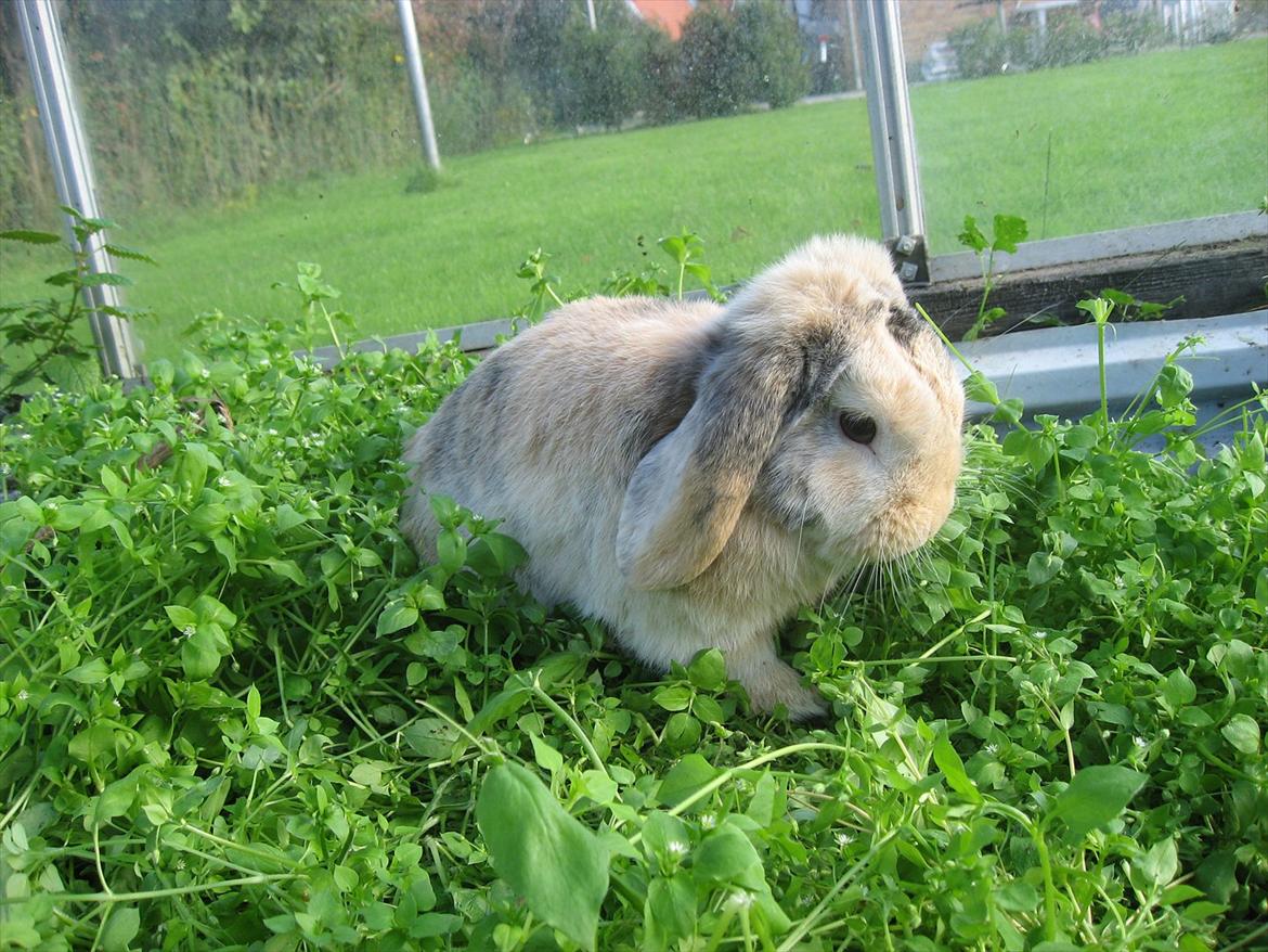 Kanin Sønderlund's Little Sweet Tokyo billede 4