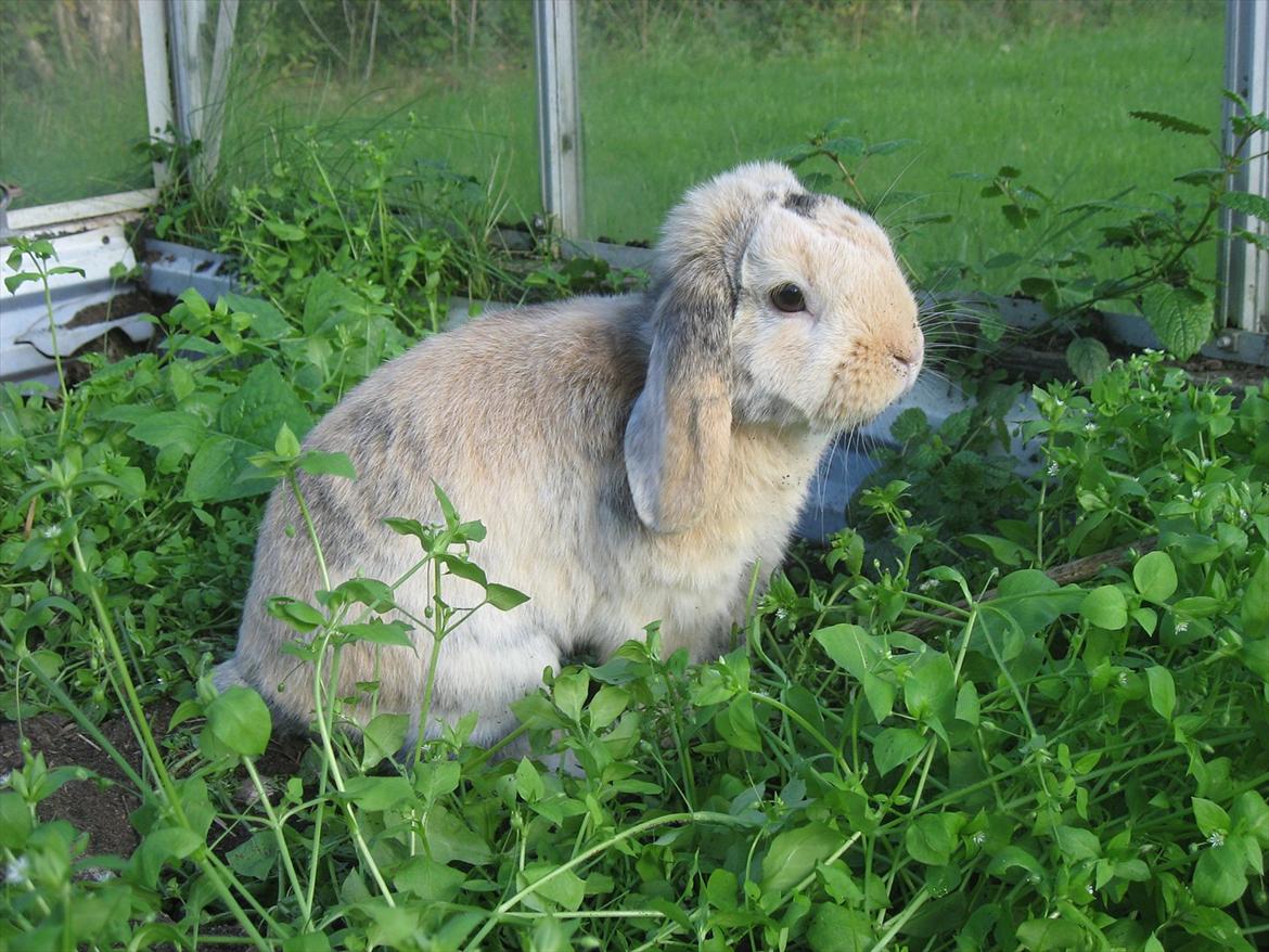 Kanin Sønderlund's Little Sweet Tokyo billede 1