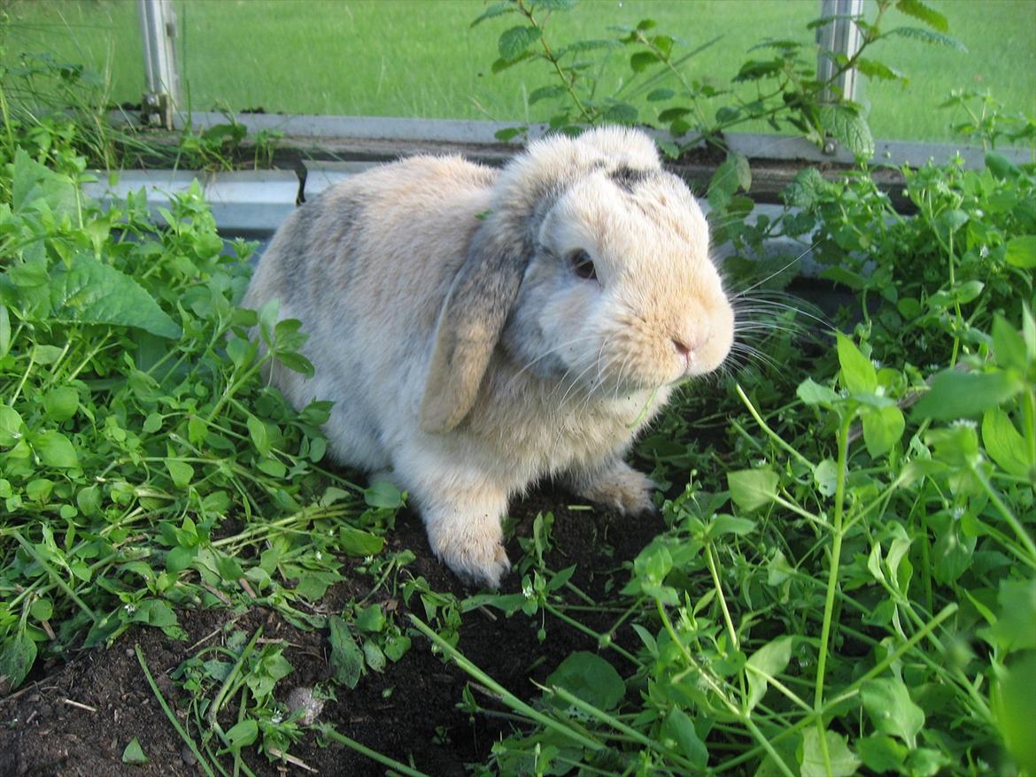 Kanin Sønderlund's Little Sweet Tokyo billede 5