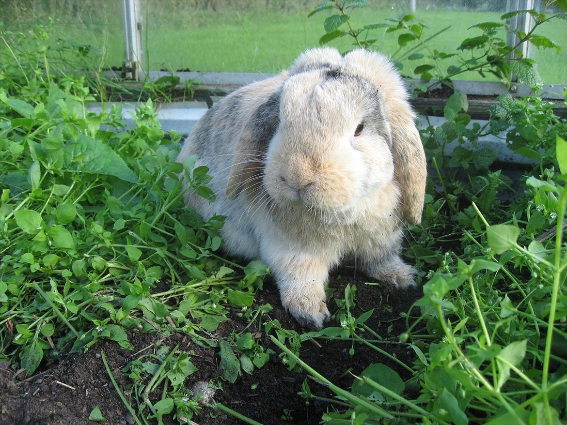 Kanin Sønderlund's Little Sweet Tokyo billede 6