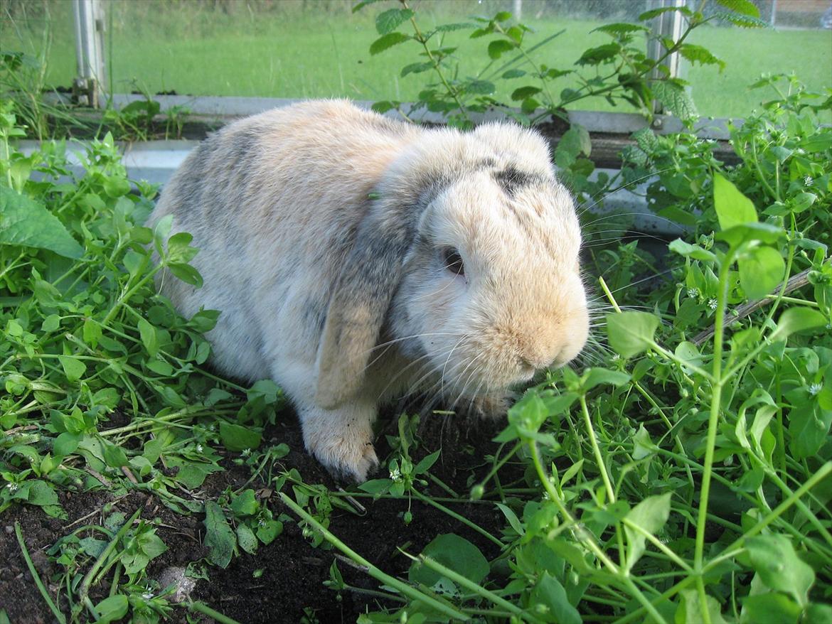 Kanin Sønderlund's Little Sweet Tokyo billede 7