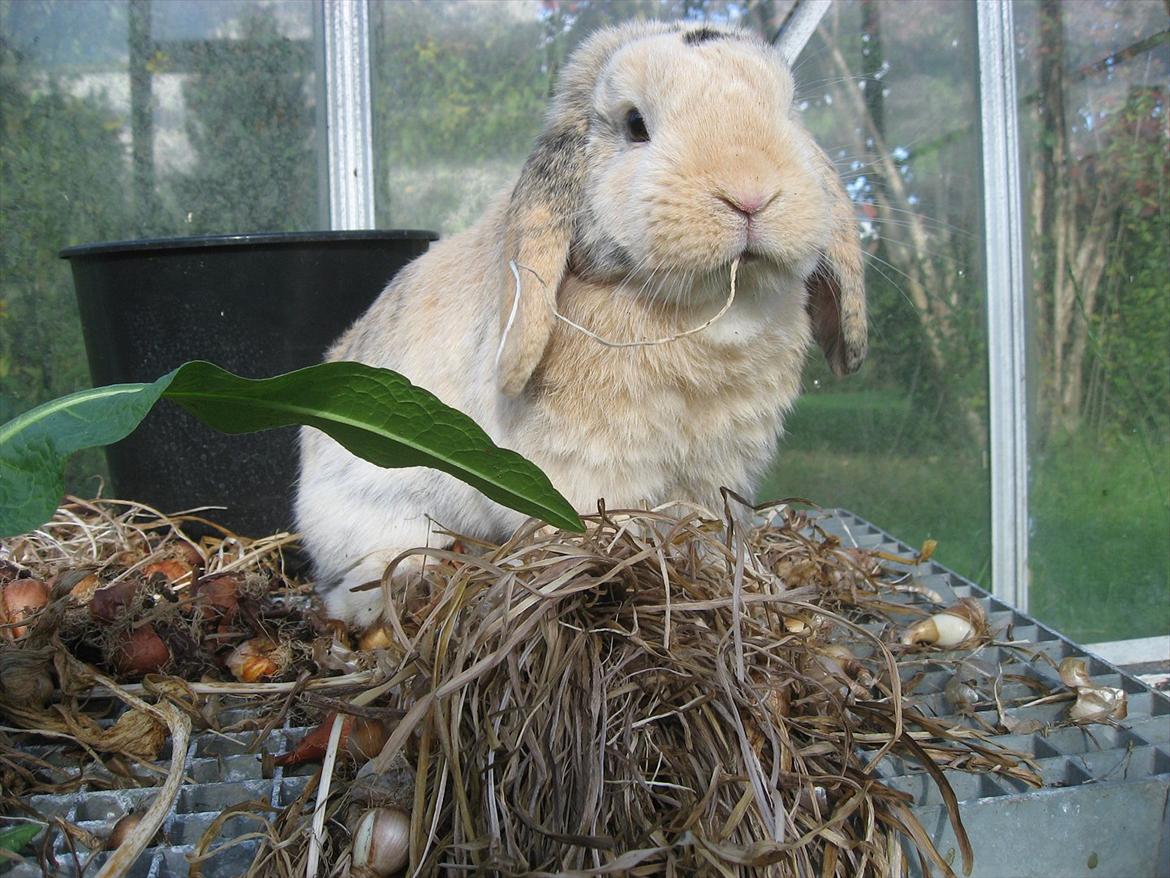 Kanin Sønderlund's Little Sweet Tokyo billede 8