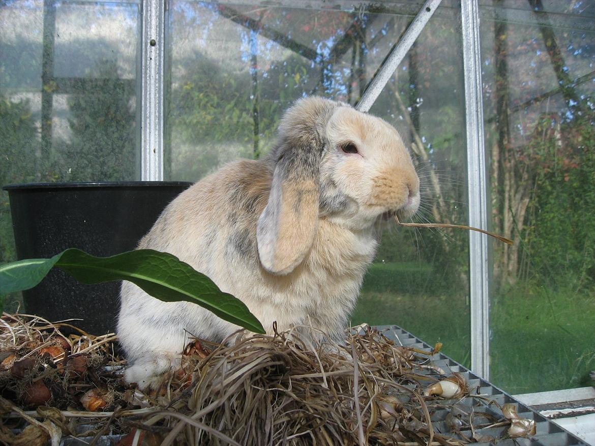 Kanin Sønderlund's Little Sweet Tokyo billede 9