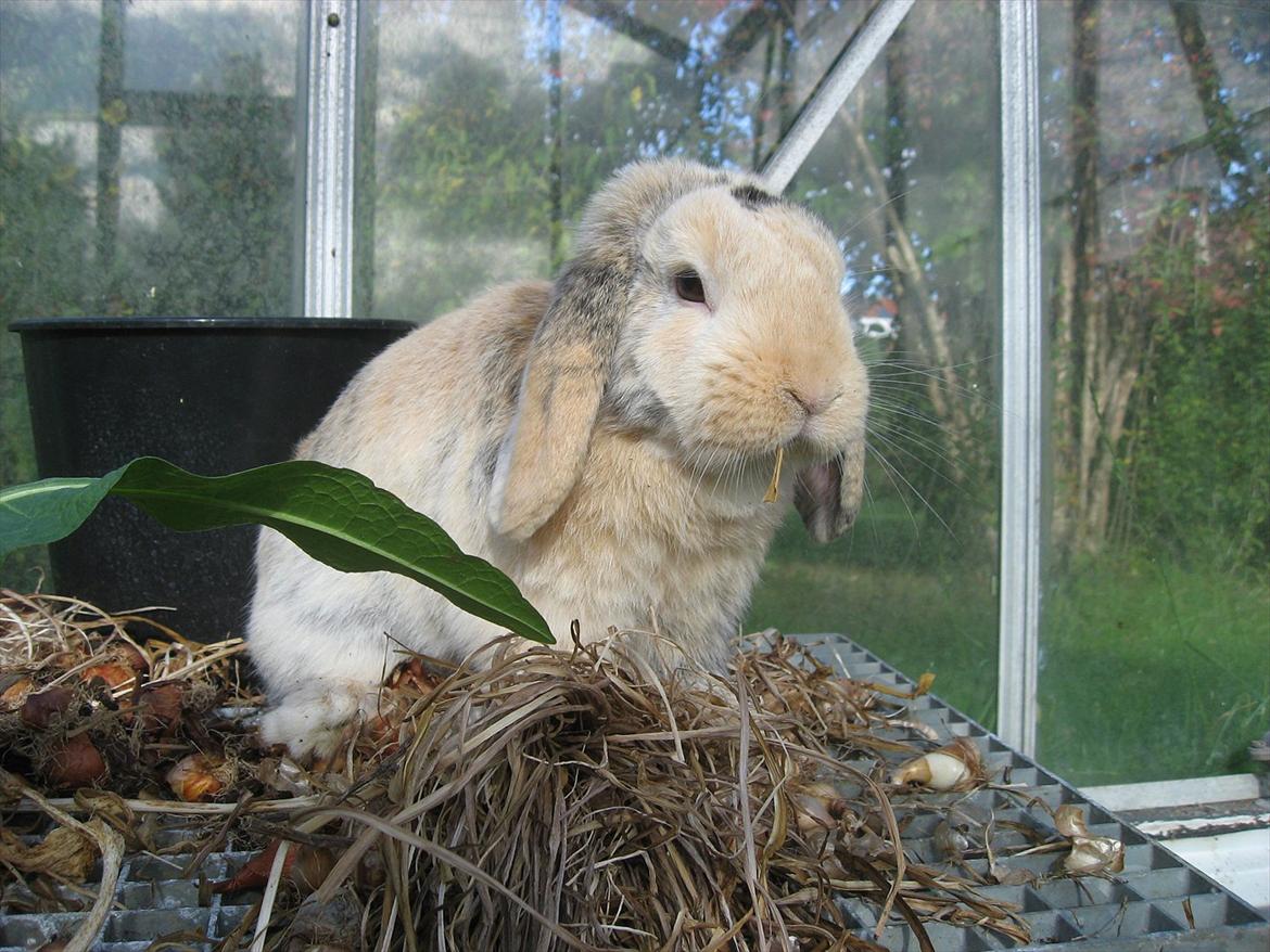 Kanin Sønderlund's Little Sweet Tokyo billede 10