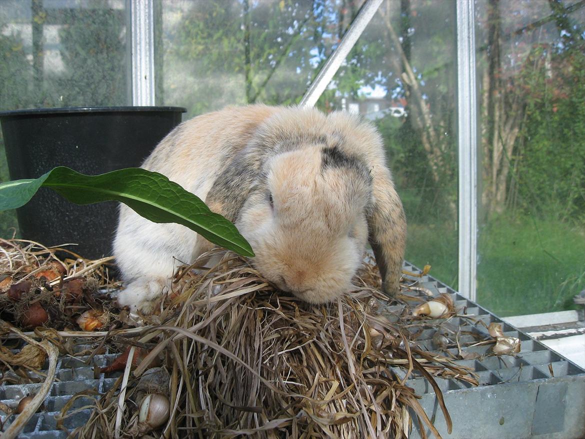 Kanin Sønderlund's Little Sweet Tokyo billede 11