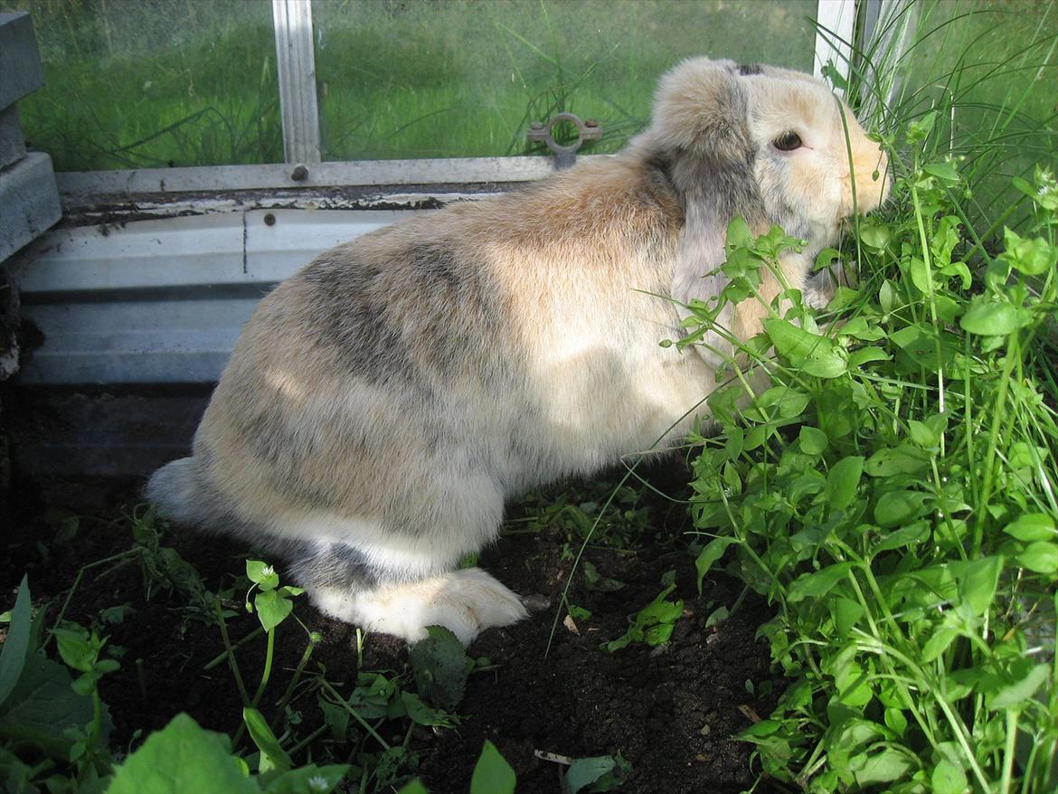 Kanin Sønderlund's Little Sweet Tokyo billede 12