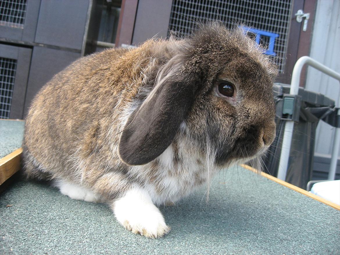 Kanin Gaunby's Nike billede 13