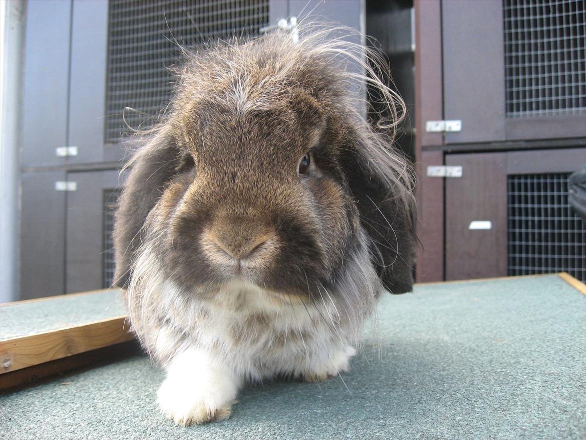 Kanin Gaunby's Nike billede 2