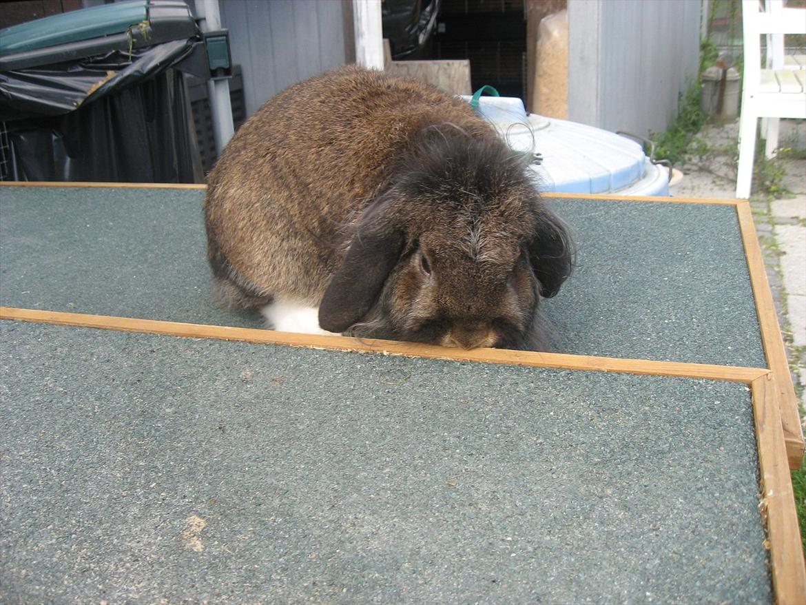 Kanin Gaunby's Nike billede 14