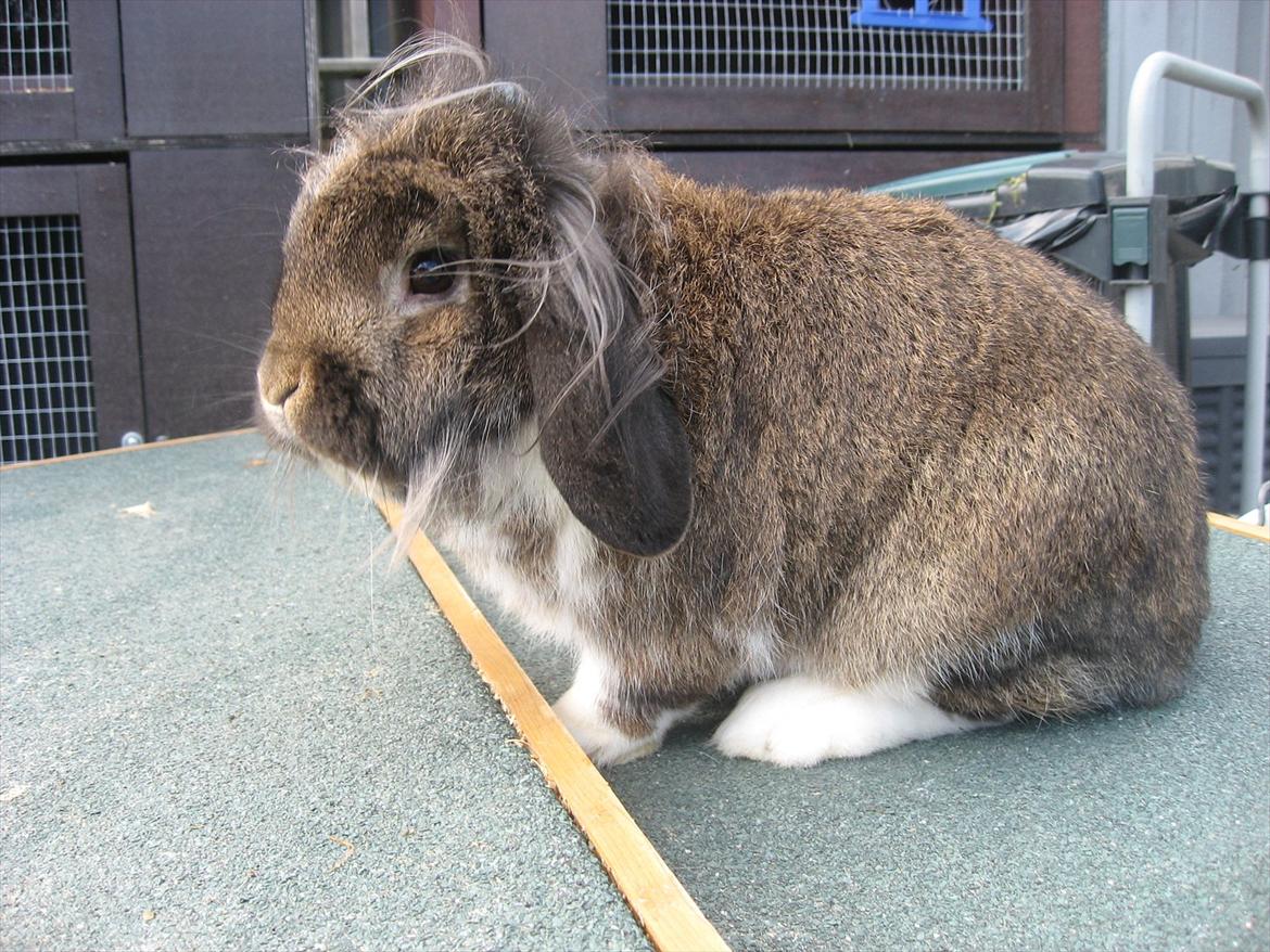 Kanin Gaunby's Nike billede 4