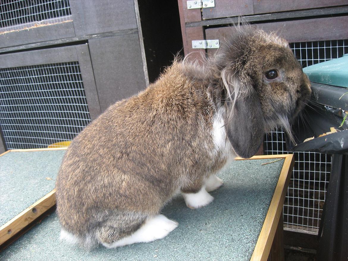 Kanin Gaunby's Nike billede 15