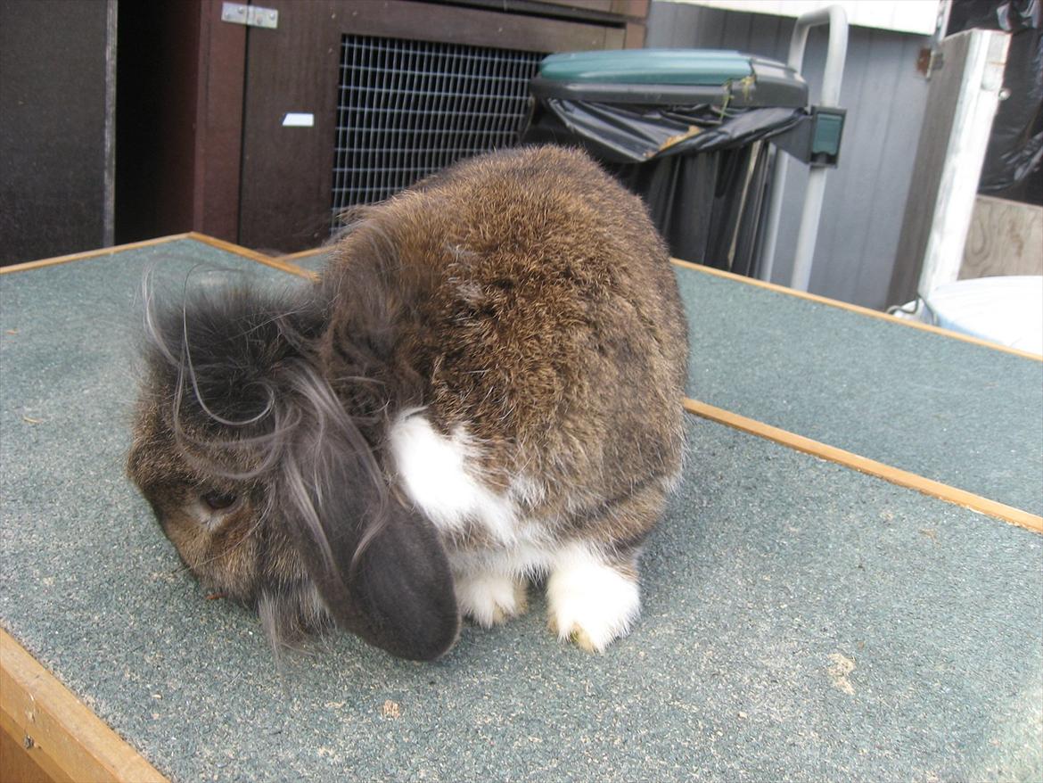 Kanin Gaunby's Nike billede 19