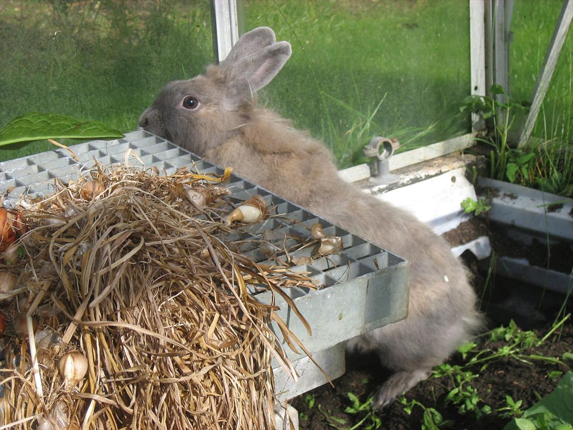 Kanin Hoppserne's Toffie billede 4