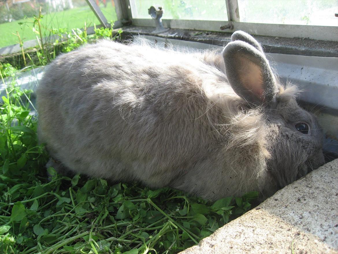 Kanin Hoppserne's Toffie billede 11