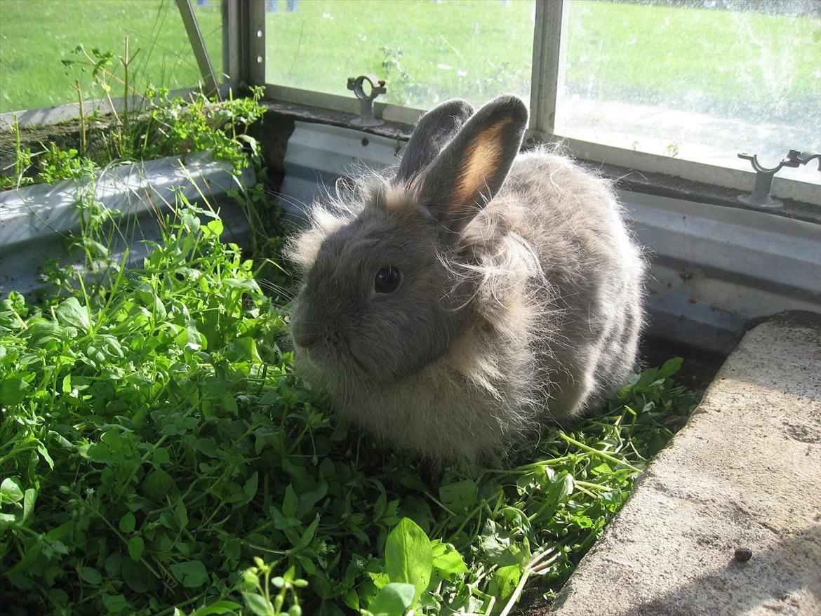 Kanin Hoppserne's Toffie billede 13