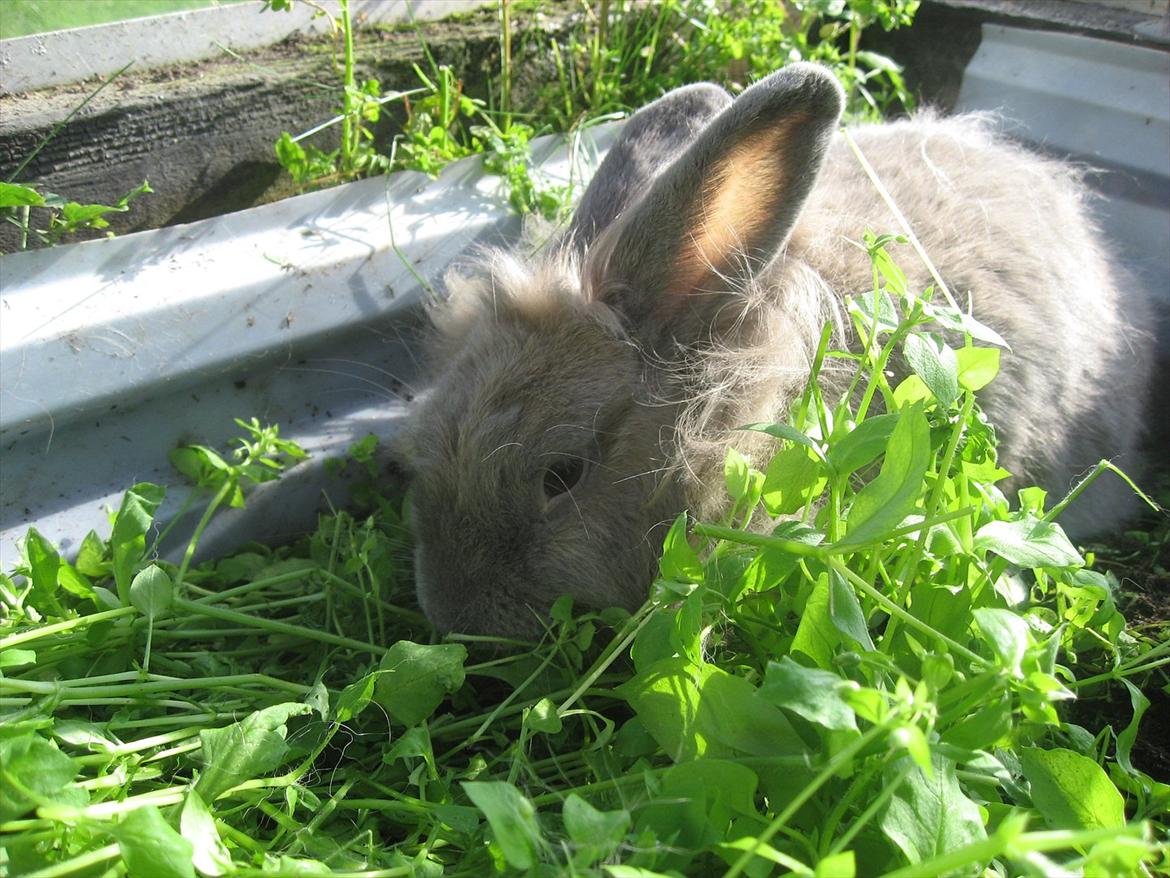 Kanin Hoppserne's Toffie billede 14