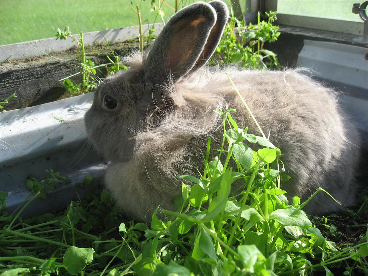 Kanin Hoppserne's Toffie billede 15