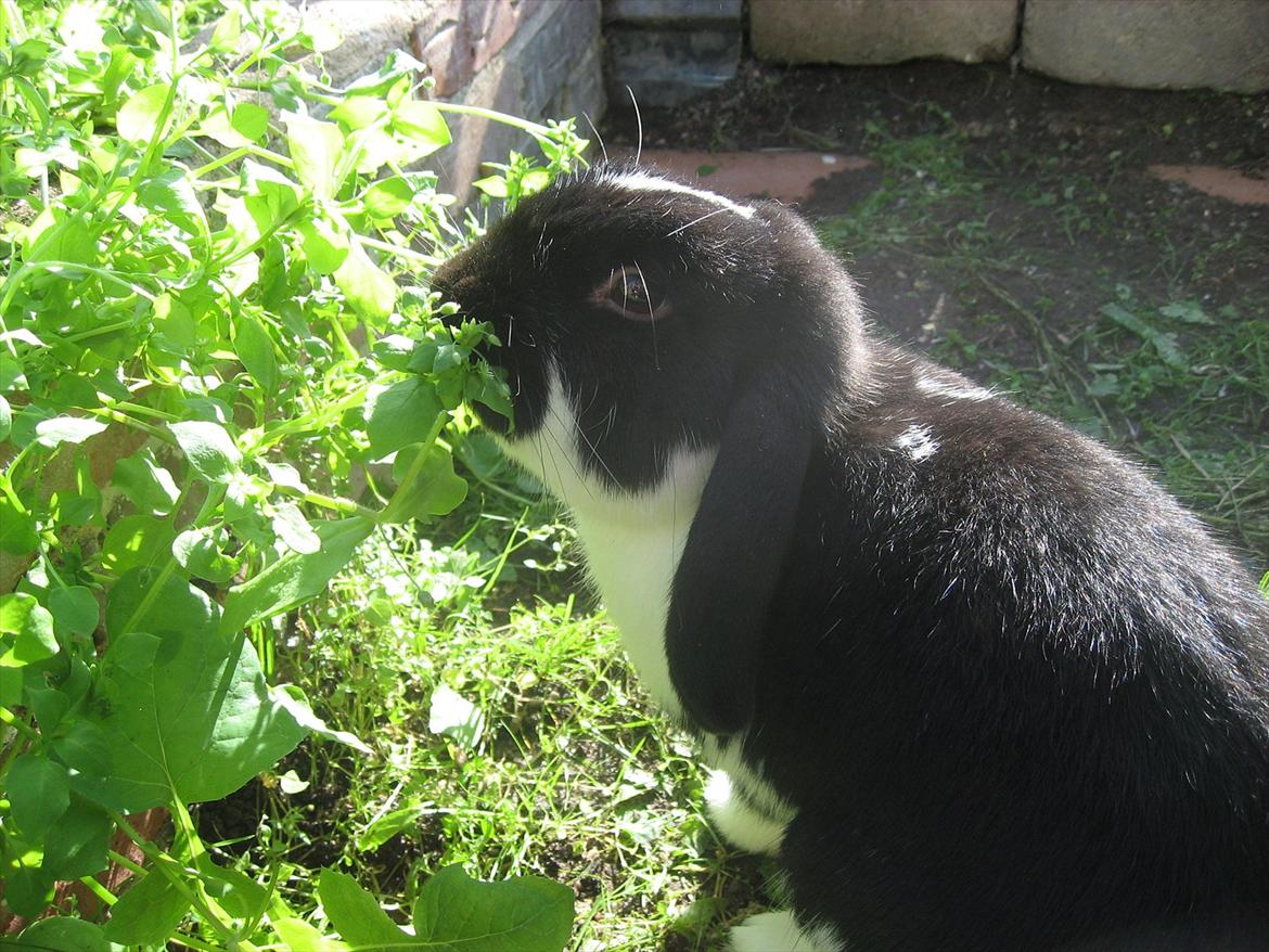 Kanin Moonlight's Joakim billede 1