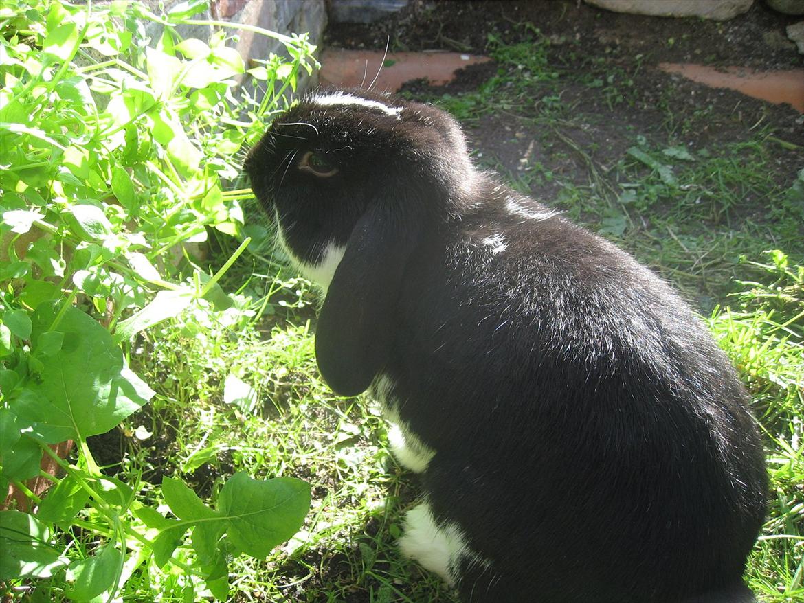 Kanin Moonlight's Joakim billede 2