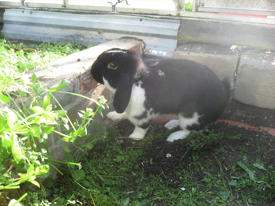 Kanin Moonlight's Joakim billede 3