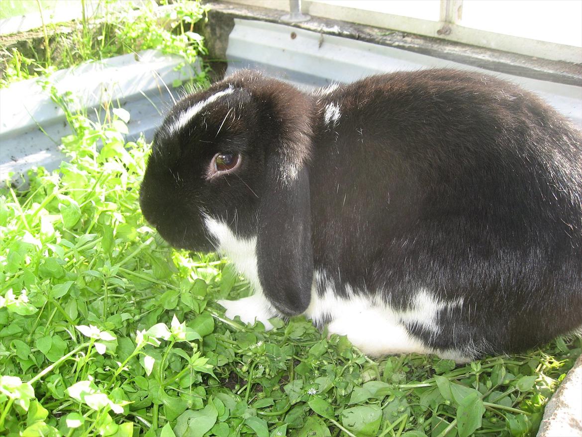 Kanin Moonlight's Joakim billede 4