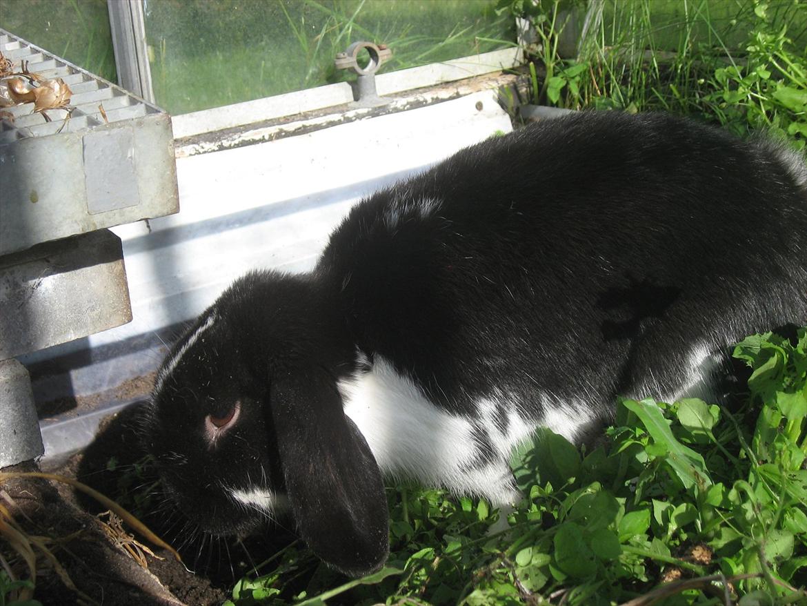 Kanin Moonlight's Joakim billede 5