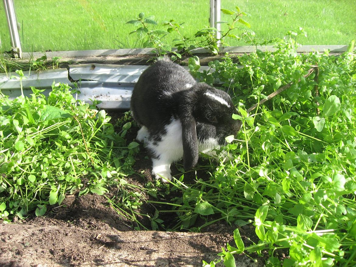 Kanin Moonlight's Joakim billede 6