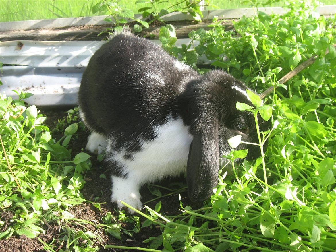 Kanin Moonlight's Joakim billede 7