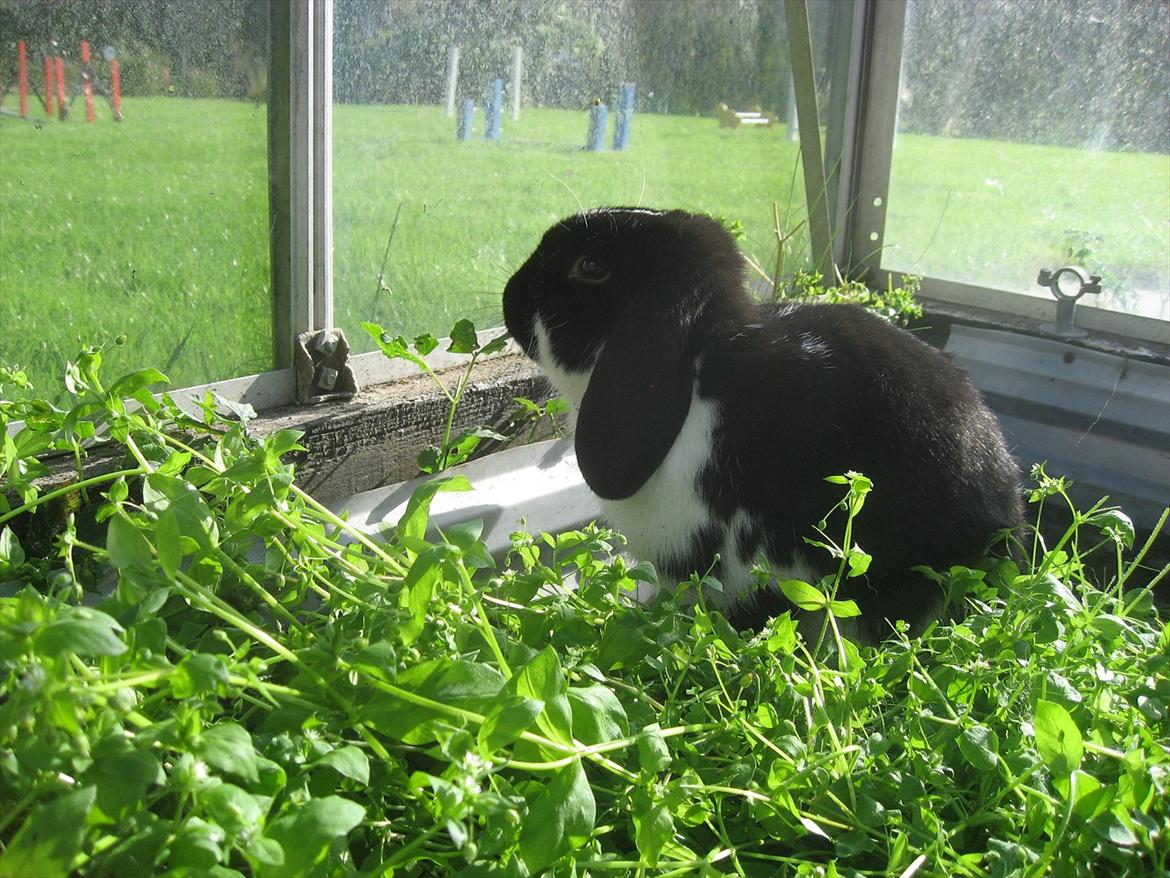 Kanin Moonlight's Joakim billede 8