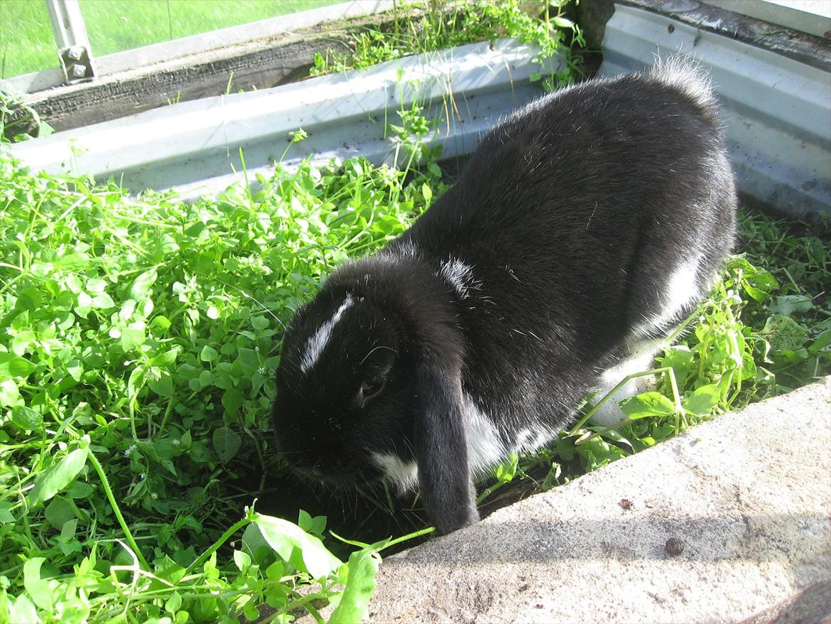 Kanin Moonlight's Joakim billede 9