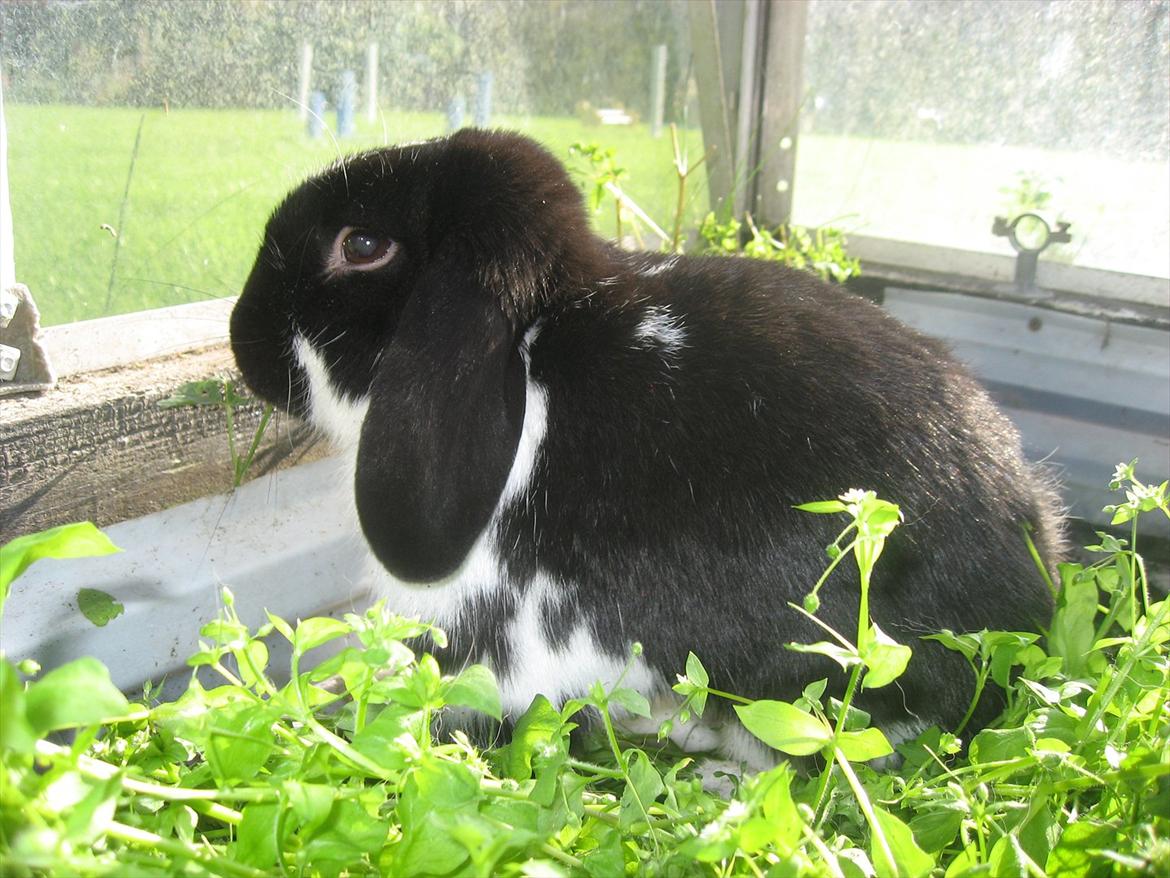 Kanin Moonlight's Joakim billede 10