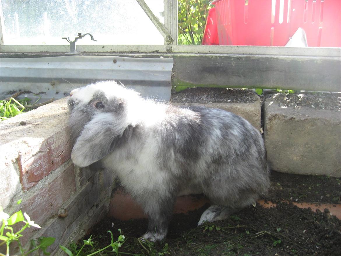 Kanin Bonanza billede 1