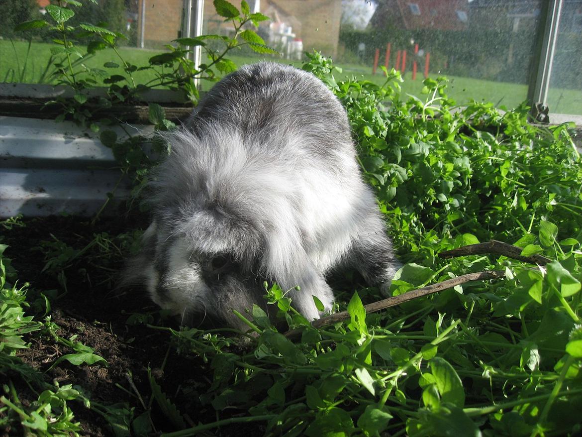 Kanin Bonanza billede 2