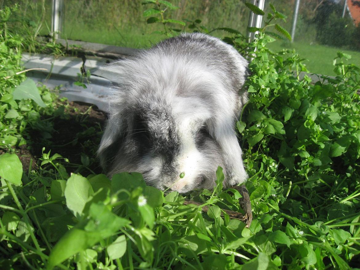 Kanin Bonanza billede 3