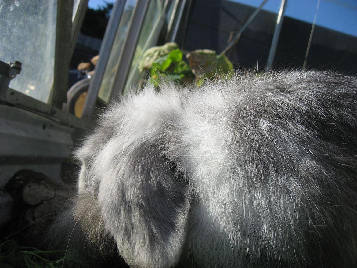 Kanin Bonanza billede 4