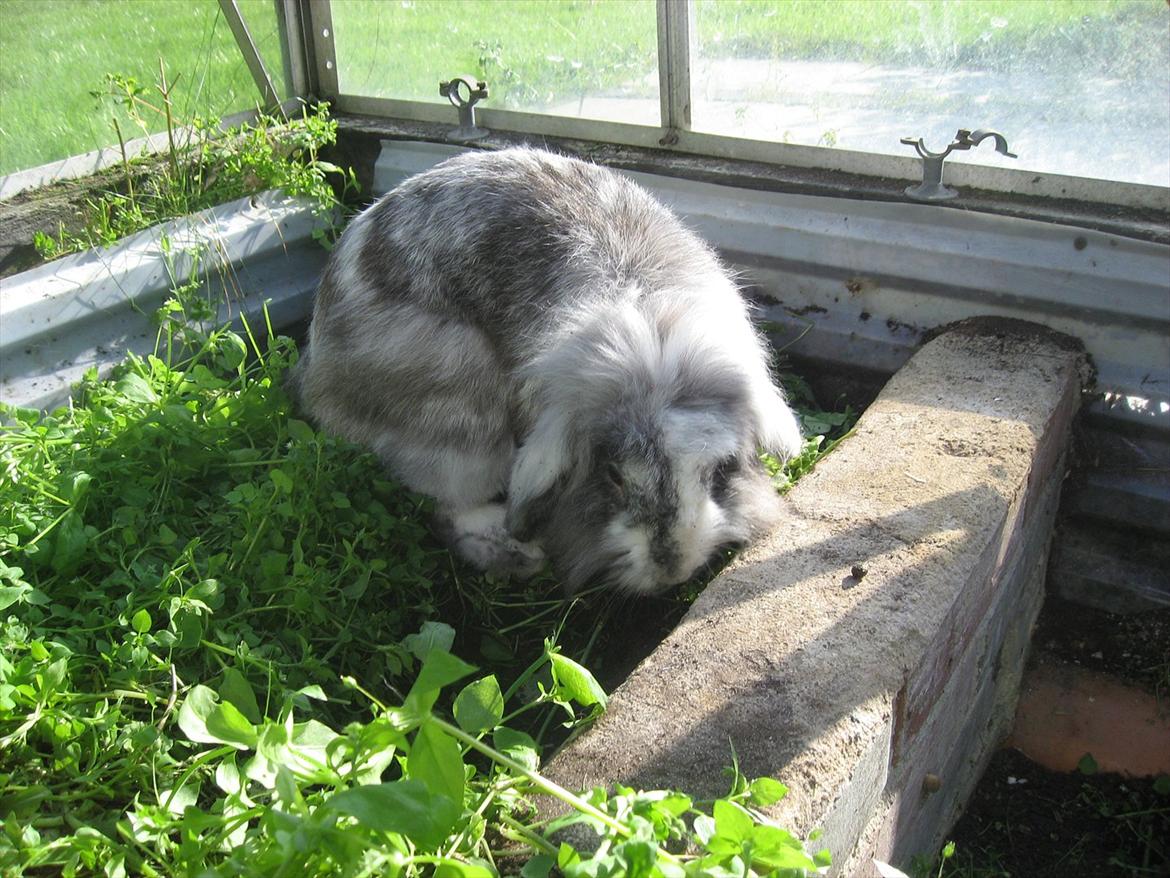 Kanin Bonanza billede 5