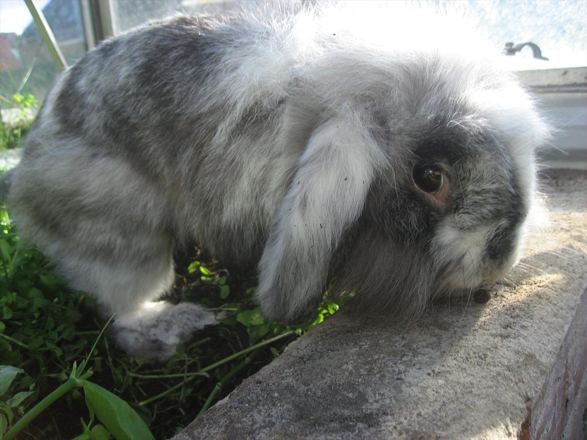 Kanin Bonanza billede 6