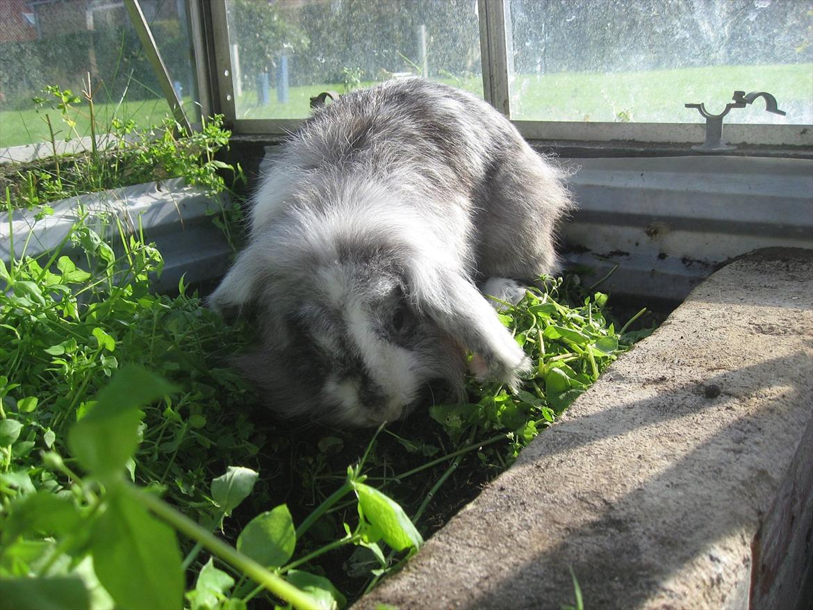 Kanin Bonanza billede 7