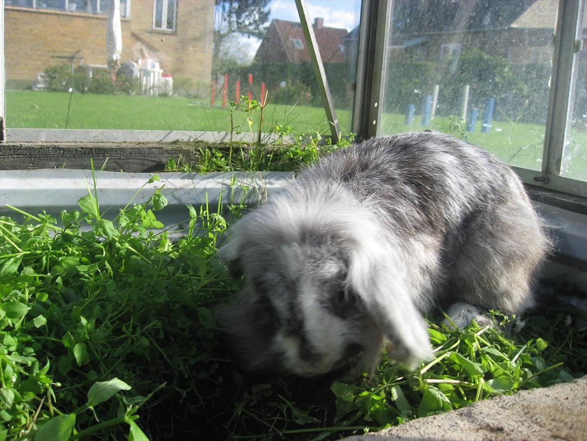 Kanin Bonanza billede 8