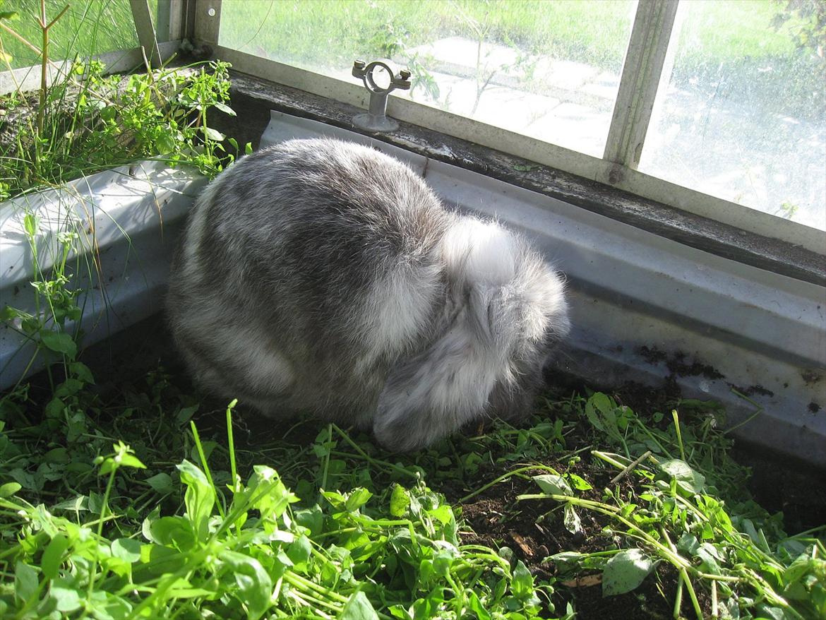 Kanin Bonanza billede 9