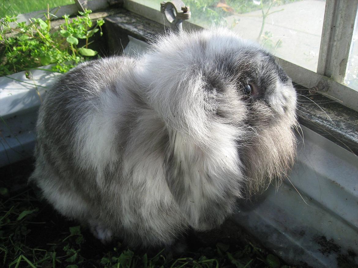 Kanin Bonanza billede 10