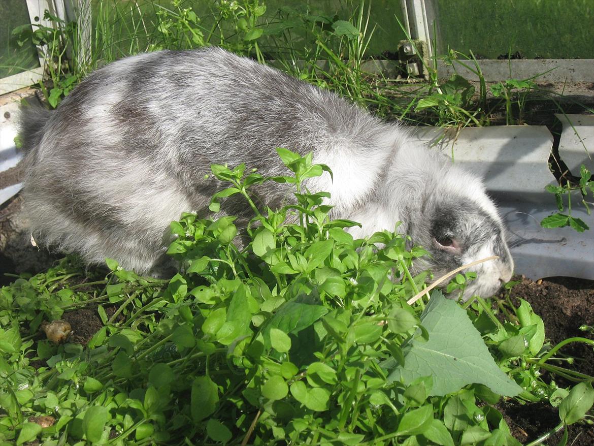 Kanin Bonanza billede 11