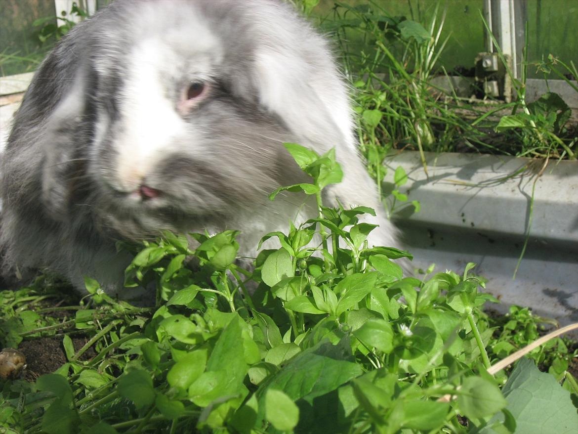 Kanin Bonanza billede 12