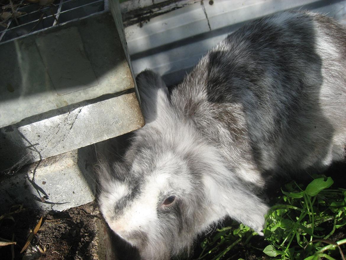 Kanin Bonanza billede 13