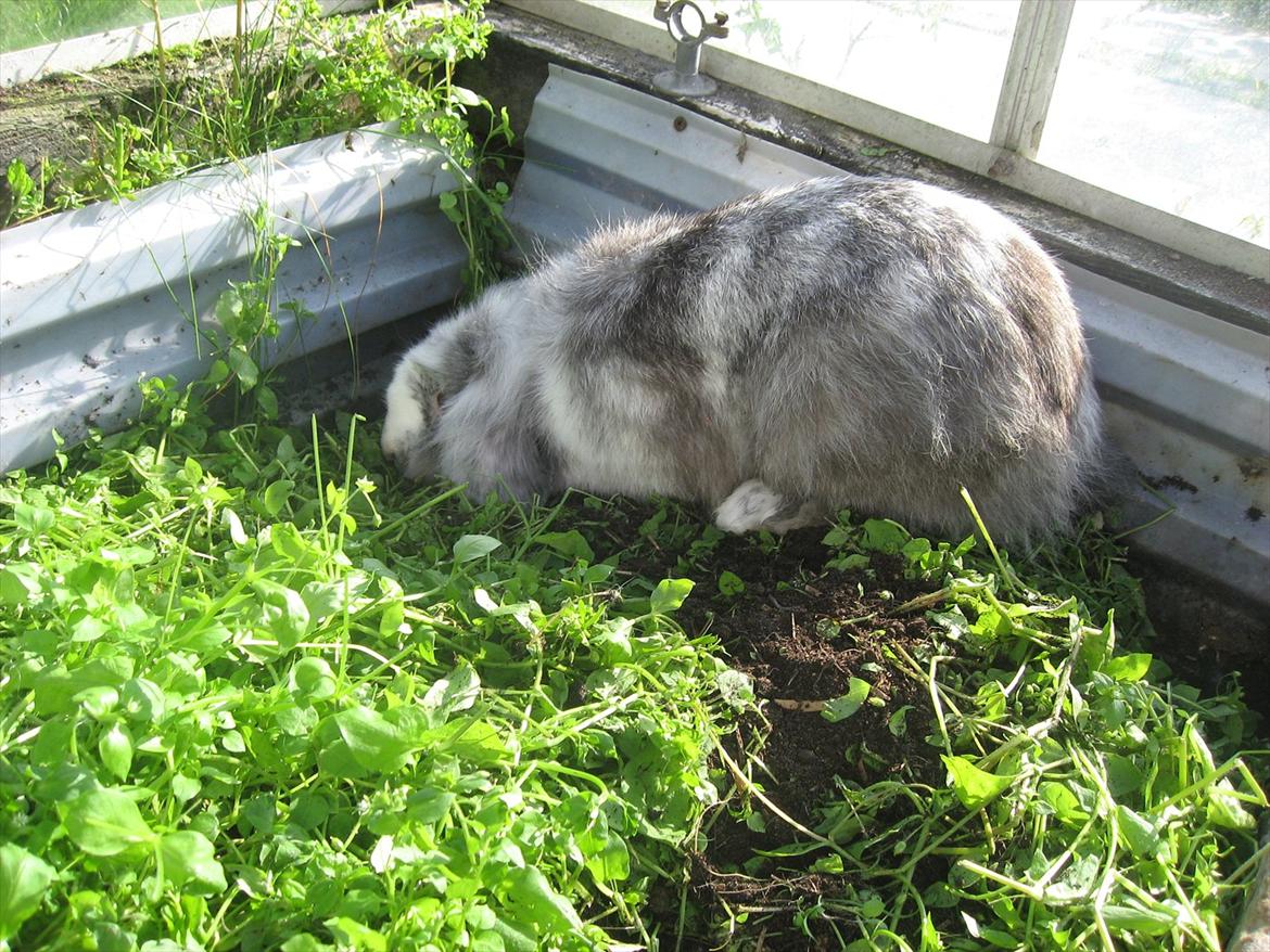 Kanin Bonanza billede 14