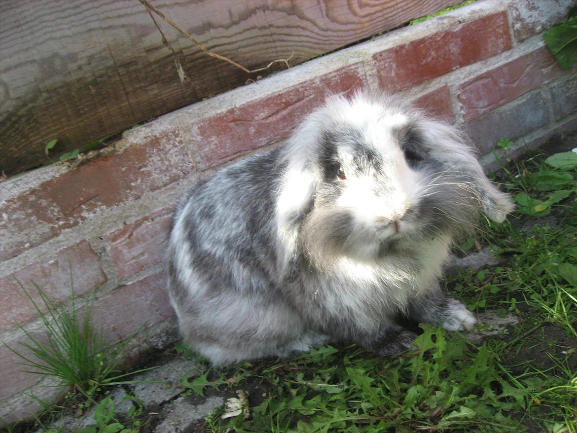 Kanin Bonanza billede 15