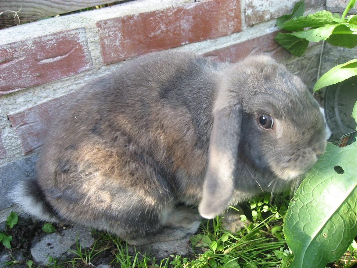 Kanin Moonlight's Blåbær billede 2