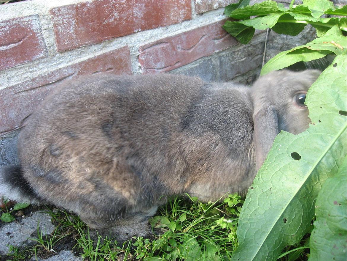 Kanin Moonlight's Blåbær billede 3