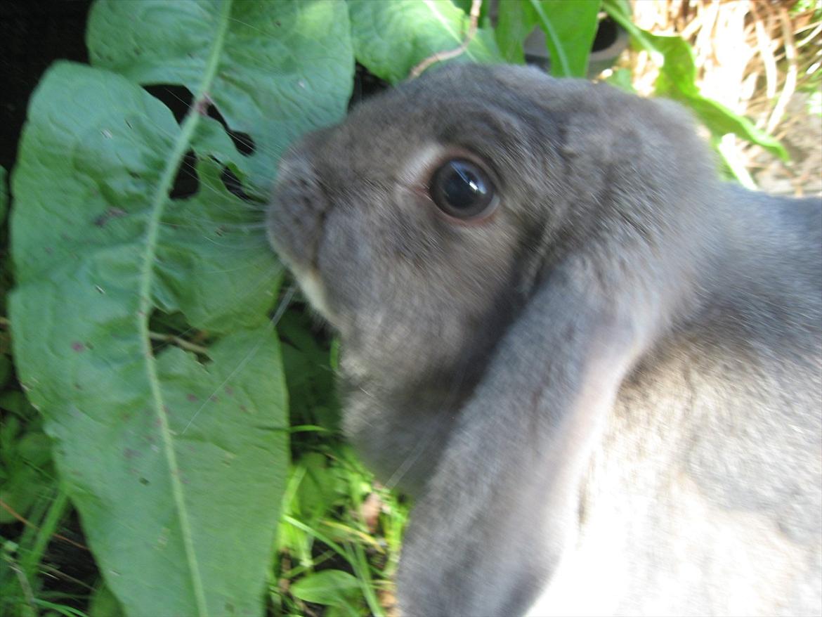 Kanin Moonlight's Blåbær billede 1